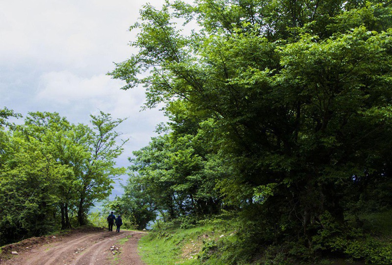 روستای نقله بر، جنگل نقله بر گیلان، نقله بر رستم آباد شمالی، جنگل نقله بر رستم آباد شمالی